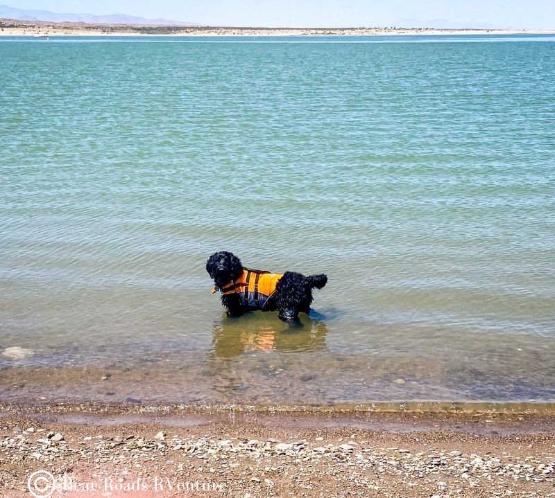 Brix enjoying water in Elephant Butte Lake NM