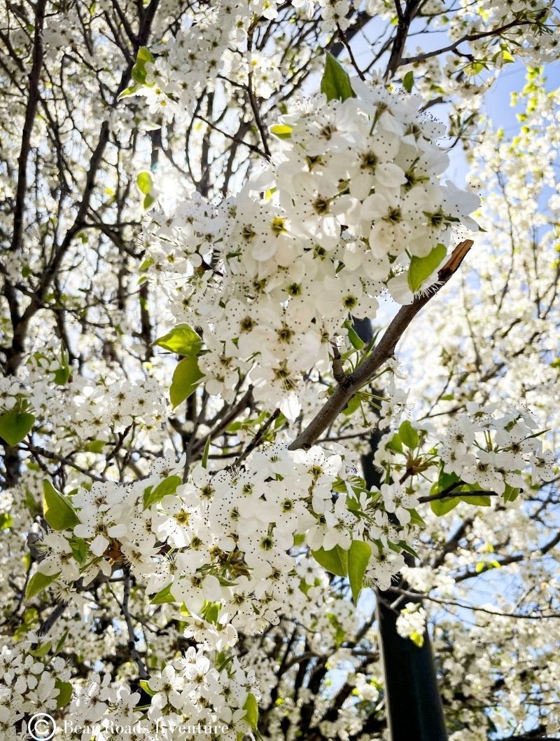 Ruidoso blooming tree