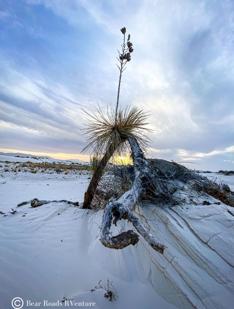 White Sands National Park plant